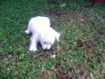 /album/fotogaleria/perritos-16-jpg/